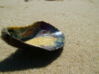 /album/nesian-photography1/nesian-picture-26-copy-jpg/